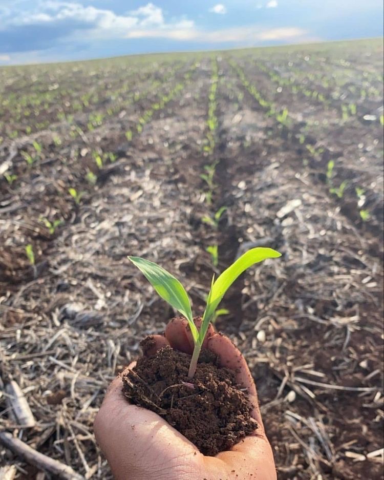  زمان کاشت نهال