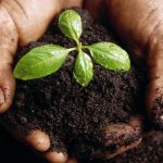 انواع کود های موجود در بازار