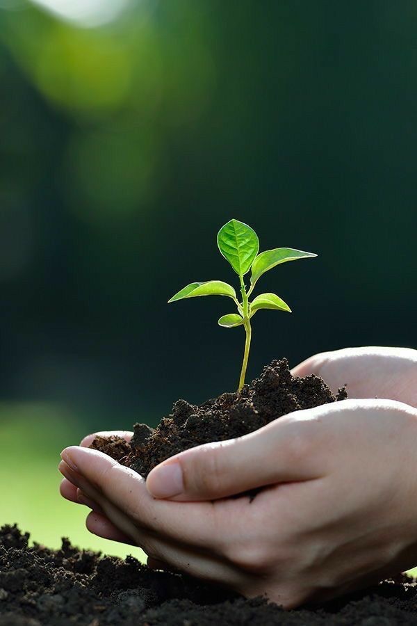 انواع کود های موجود در بازار