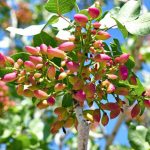 تنک شدن خوشه پسته و 10 علت به وجود آمدن این مشکل!