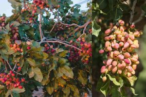 تنکی خوشه پسته