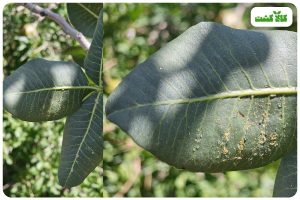 آفت پسیل پسته