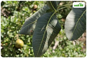 آفت پسیل پسته