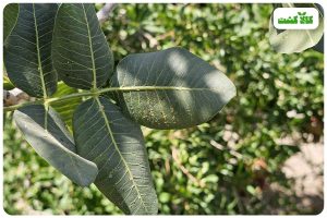 آفت پسیل پسته