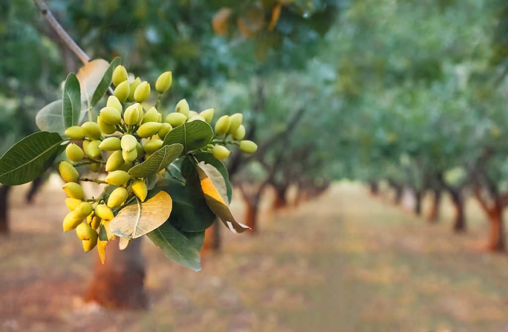 رشد نکردن پسته
