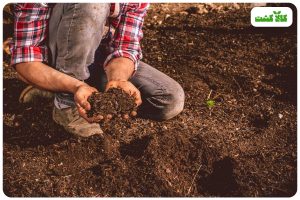 رشد نکردن پسته