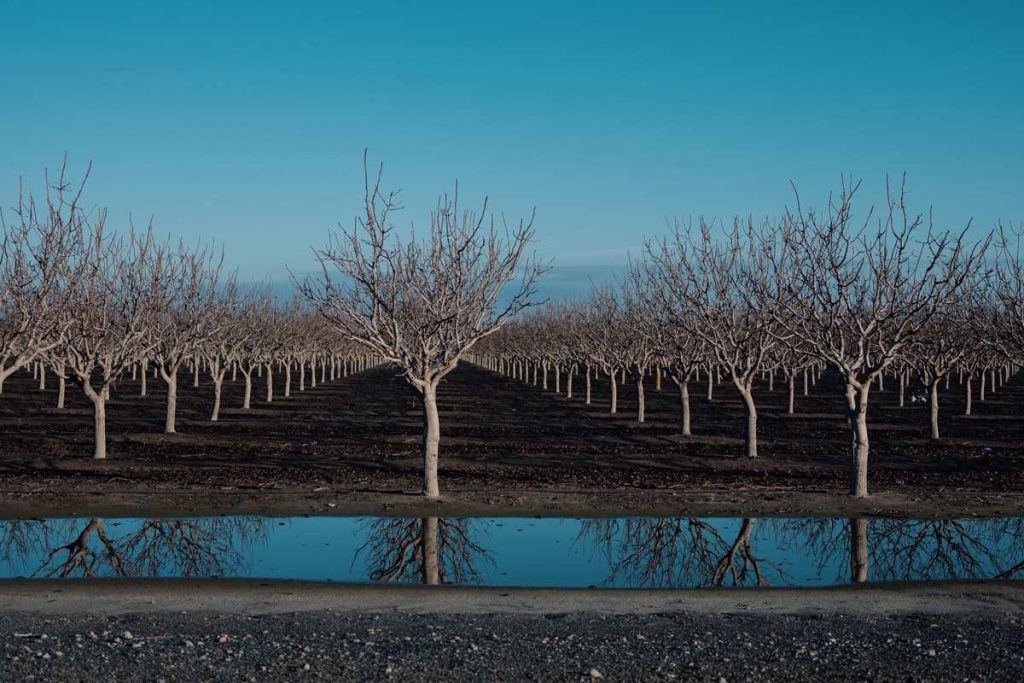 آبشویی زمستانه پسته