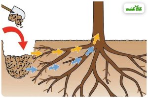 چالکود زمستانه