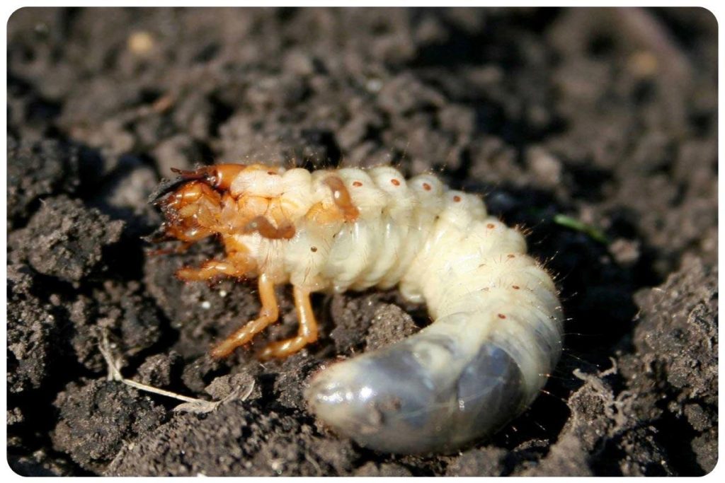 کرم سفید ریشه پسته