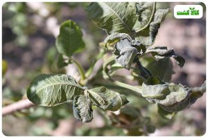 کرم سفید ریشه پسته