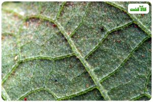 آفت کنه پسته