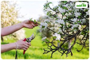 هرس درختان میوه در بهار