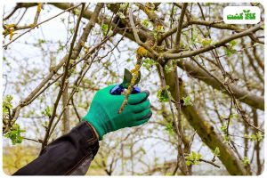هرس درختان میوه در بهار