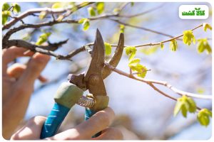 هرس درختان میوه در بهار